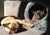 ComfyPet Igloo